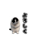 動く！踊るミニ猫ミーム（個別スタンプ：7）