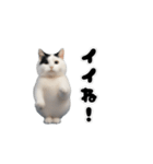 動く！踊るミニ猫ミーム（個別スタンプ：14）