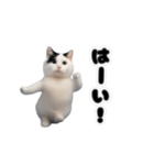 動く！踊るミニ猫ミーム（個別スタンプ：17）