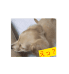 癒やしのワンちゃん、チャイちゃん（個別スタンプ：3）