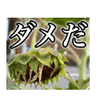 ネガティブなひまわり（個別スタンプ：1）