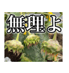 ネガティブなひまわり（個別スタンプ：2）