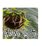 ネガティブなひまわり（個別スタンプ：3）