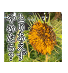 ネガティブなひまわり（個別スタンプ：4）