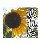 ネガティブなひまわり（個別スタンプ：5）