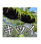 ネガティブなひまわり（個別スタンプ：7）