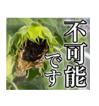ネガティブなひまわり（個別スタンプ：8）