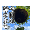 ネガティブなひまわり（個別スタンプ：10）