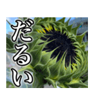 ネガティブなひまわり（個別スタンプ：11）