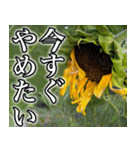 ネガティブなひまわり（個別スタンプ：13）