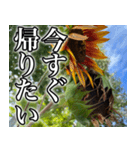 ネガティブなひまわり（個別スタンプ：14）