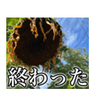 ネガティブなひまわり（個別スタンプ：15）
