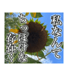 ネガティブなひまわり（個別スタンプ：17）