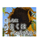 ネガティブなひまわり（個別スタンプ：20）