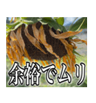 ネガティブなひまわり（個別スタンプ：22）
