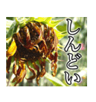 ネガティブなひまわり（個別スタンプ：25）