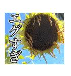 ネガティブなひまわり（個別スタンプ：26）