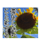 ネガティブなひまわり（個別スタンプ：28）