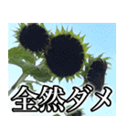 ネガティブなひまわり（個別スタンプ：30）