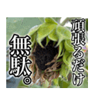 ネガティブなひまわり（個別スタンプ：31）
