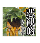 ネガティブなひまわり（個別スタンプ：32）