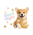 かわいいコーギーの犬スタンプ2（個別スタンプ：4）