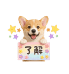 かわいいコーギーの犬スタンプ2（個別スタンプ：8）