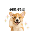かわいいコーギーの犬スタンプ2（個別スタンプ：9）