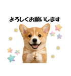 かわいいコーギーの犬スタンプ2（個別スタンプ：11）