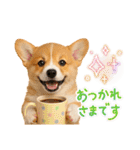 かわいいコーギーの犬スタンプ2（個別スタンプ：12）
