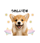 かわいいコーギーの犬スタンプ2（個別スタンプ：16）