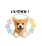 かわいいコーギーの犬スタンプ2（個別スタンプ：17）