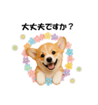 かわいいコーギーの犬スタンプ2（個別スタンプ：19）