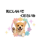 かわいいコーギーの犬スタンプ2（個別スタンプ：21）