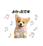 かわいいコーギーの犬スタンプ2（個別スタンプ：22）