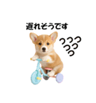 かわいいコーギーの犬スタンプ2（個別スタンプ：26）
