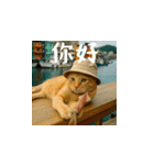 小花達の日常会話スタンプ3(台湾華語)（個別スタンプ：2）