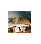 小花達の日常会話スタンプ3(台湾華語)（個別スタンプ：13）