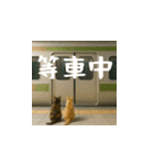 小花達の日常会話スタンプ3(台湾華語)（個別スタンプ：14）