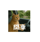 小花達の日常会話スタンプ3(台湾華語)（個別スタンプ：16）