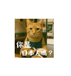 小花達の日常会話スタンプ3(台湾華語)（個別スタンプ：31）