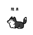 いつでも使えるハスキー（黒白 黒目）（個別スタンプ：8）