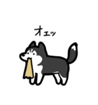 いつでも使えるハスキー（黒白 黒目）（個別スタンプ：30）