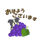 ボーダーコリー Late Summer（個別スタンプ：5）