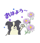 ボーダーコリー Late Summer（個別スタンプ：6）