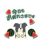ボーダーコリー Late Summer（個別スタンプ：10）