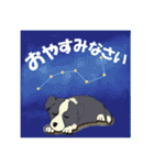 ボーダーコリー Late Summer（個別スタンプ：13）