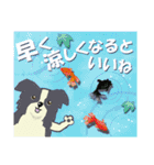 ボーダーコリー Late Summer（個別スタンプ：16）
