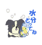 ボーダーコリー Late Summer（個別スタンプ：17）