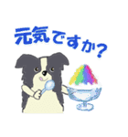 ボーダーコリー Late Summer（個別スタンプ：18）